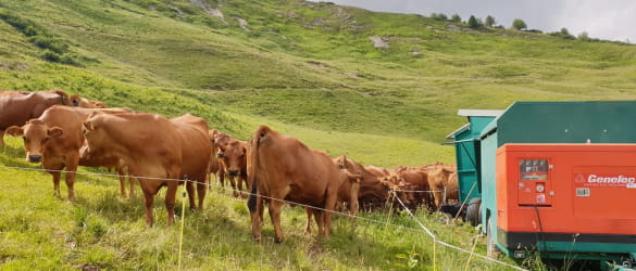 Le fromage beaufort, 2 vaches montagnardes, Les 2 races de vaches de  l'AOP Beaufort